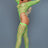 BeWicked Body Stockings Neon Green 2156 Alluring Fishnet Bodysuit
